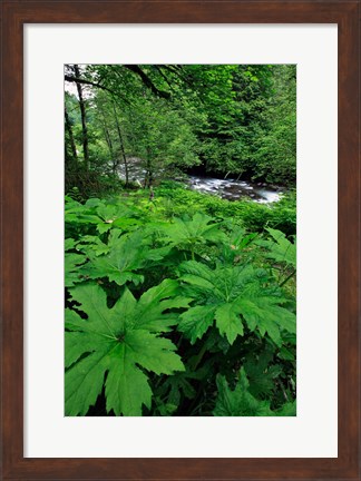 Framed Scenic View Of Little Sandy River, Oregon Print