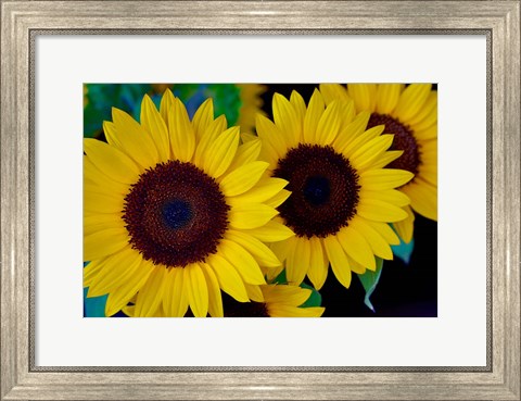 Framed Dune Sunflower Trio Print