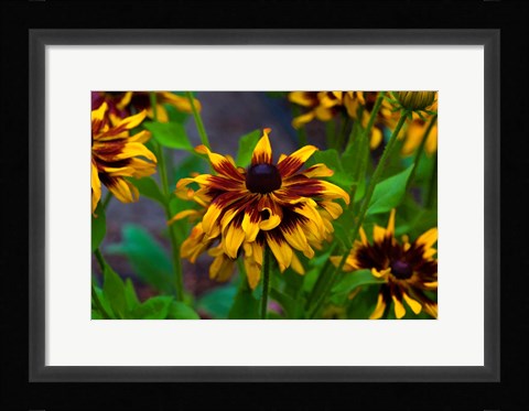 Framed Cherokee Sunset Flowers Print