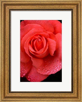 Framed Orange Rose With Rain Drops Print