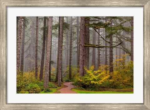 Framed Forest Fog In Sliver Falls State Park, Oregon Print