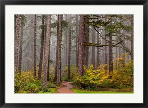 Framed Forest Fog In Sliver Falls State Park, Oregon Print