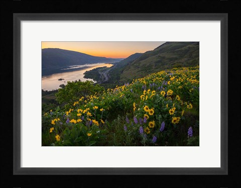 Framed Wildflowers At Rowena Plateau,  Oregon Print
