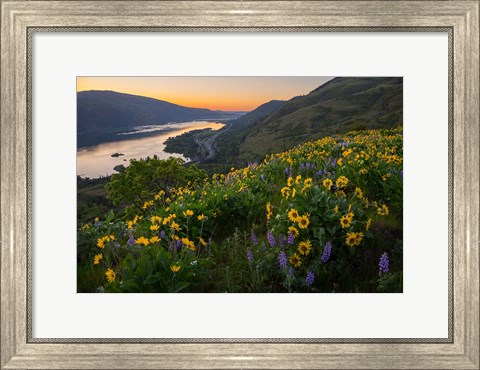 Framed Wildflowers At Rowena Plateau,  Oregon Print