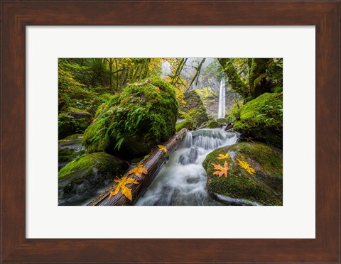 Framed Autumn At Elowah Falls, Oregon Print