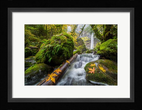 Framed Autumn At Elowah Falls, Oregon Print