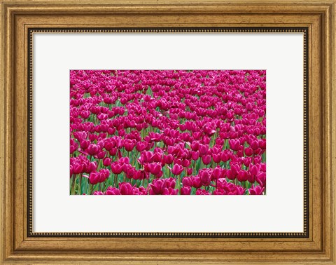 Framed Field Of Purple Tulips In Spring, Willamette Valley, Oregon Print