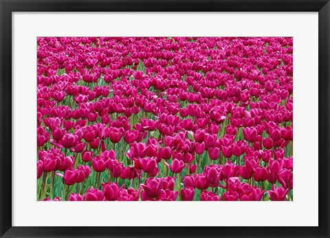 Framed Field Of Purple Tulips In Spring, Willamette Valley, Oregon Print