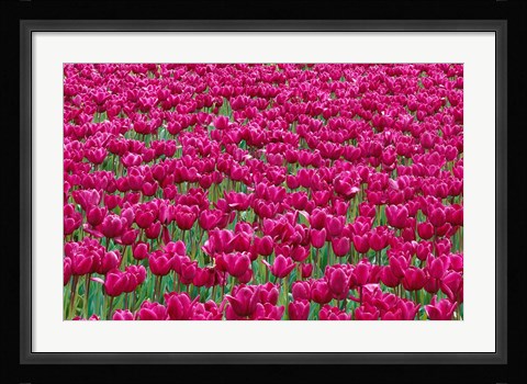 Framed Field Of Purple Tulips In Spring, Willamette Valley, Oregon Print