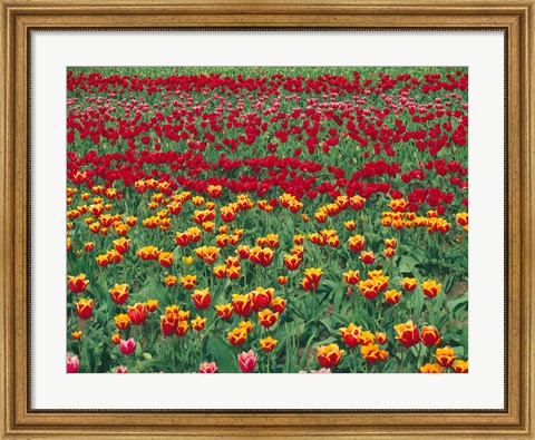 Framed Field Of Colorful Tulips In Spring, Willamette Valley, Oregon Print