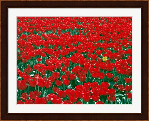 Framed Lone Yellow Tulip Among Field Of Red Tulips, Oregon Print