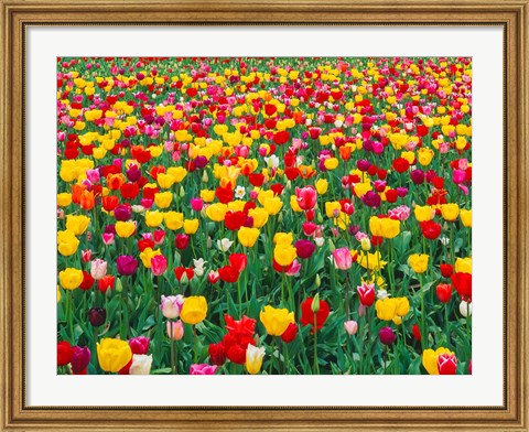 Framed Field Of Bright Tulips In Spring, Oregon Print