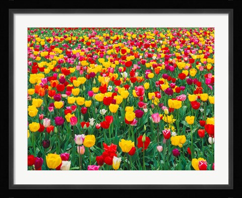 Framed Field Of Bright Tulips In Spring, Oregon Print