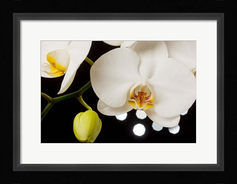 Framed White Hybrid Orchids On Black Print