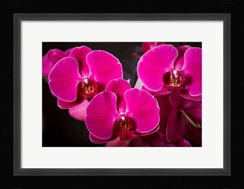 Framed Purple Hybrid Orchids On Black Print