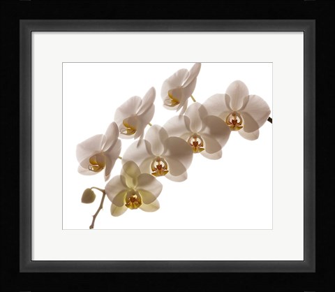 Framed White Hybrid Orchids On White Print