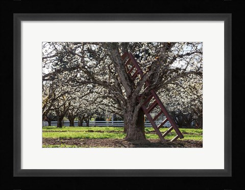Framed Ladder In An Orchard Tree, Oregon Print