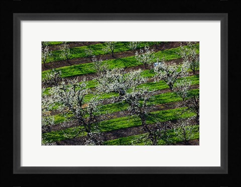 Framed Rows Of Orchard Trees, Oregon Print