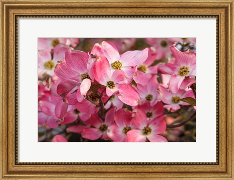 Framed Pink Flowering Dogwood Print