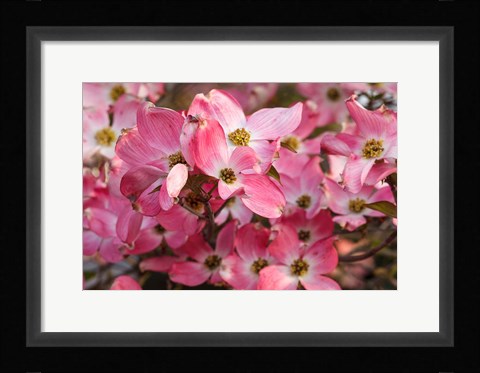 Framed Pink Flowering Dogwood Print