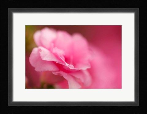 Framed Bright Pink Azalea Print