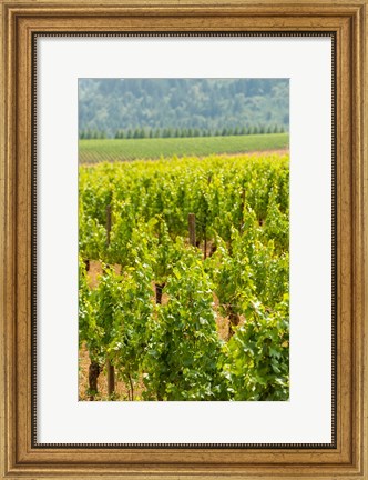 Framed Winery And Vineyard In Dundee Hills, Oregon Print