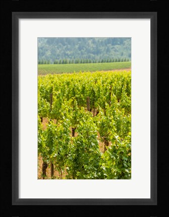 Framed Winery And Vineyard In Dundee Hills, Oregon Print