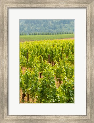 Framed Winery And Vineyard In Dundee Hills, Oregon Print