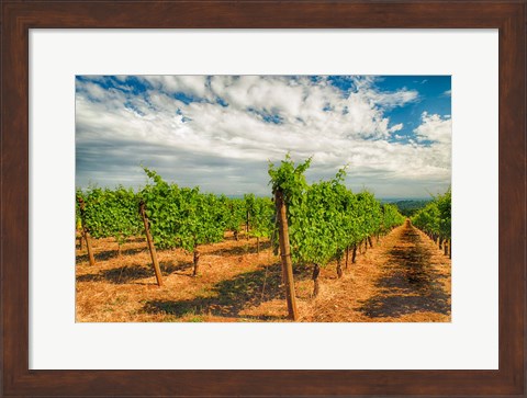 Framed Dundee Hills Vineyard, Oregon Print