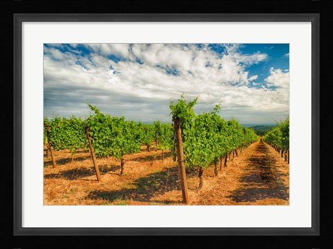 Framed Dundee Hills Vineyard, Oregon Print