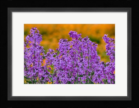 Framed Rocket Plants In Full Bloom, Oregon Print