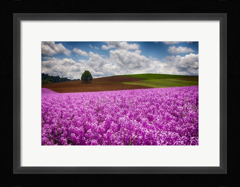 Framed Willamette Valle With Dames Rocket Plants, Oregon Print