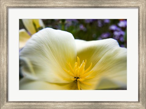 Framed Close-Up Of Poppy In Bloom Print