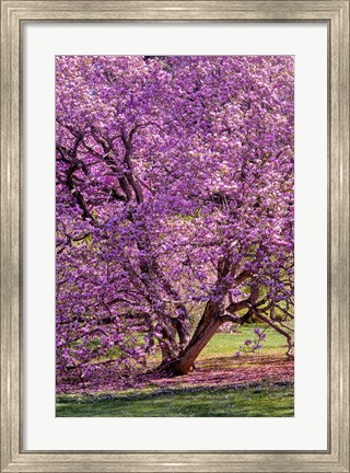 Framed Tree In Bloom, Pennsylvania Print