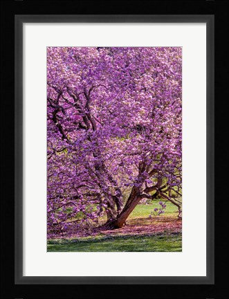 Framed Tree In Bloom, Pennsylvania Print
