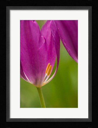 Framed Detail Of Purple Tulips Print
