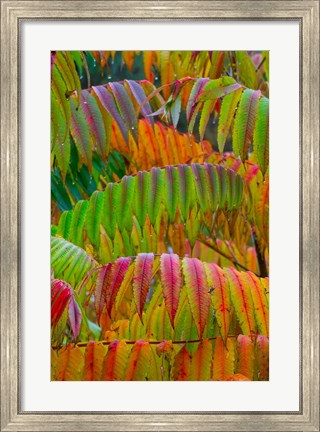 Framed Autumn Neon Colors Of Staghorn Sumac Leaves In The Rain Print