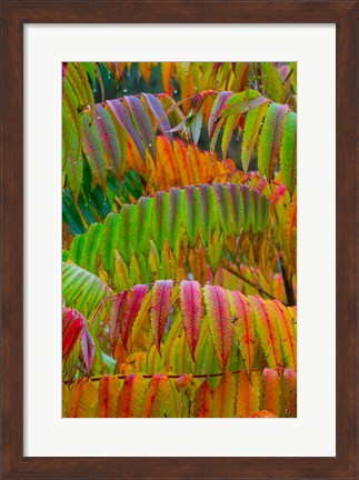 Framed Autumn Neon Colors Of Staghorn Sumac Leaves In The Rain Print