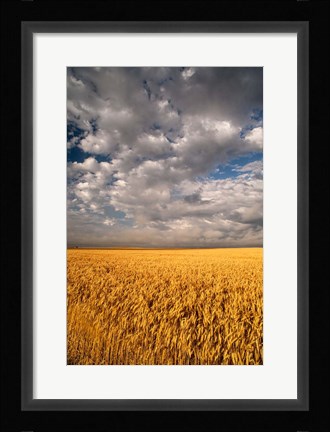 Framed Summer Morning Wheat Fields, South Dakota Print