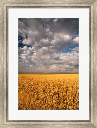 Framed Summer Morning Wheat Fields, South Dakota Print