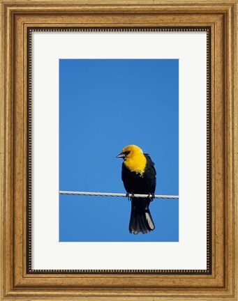 Framed Yellow-Headed Blackbird On A Power Line Print