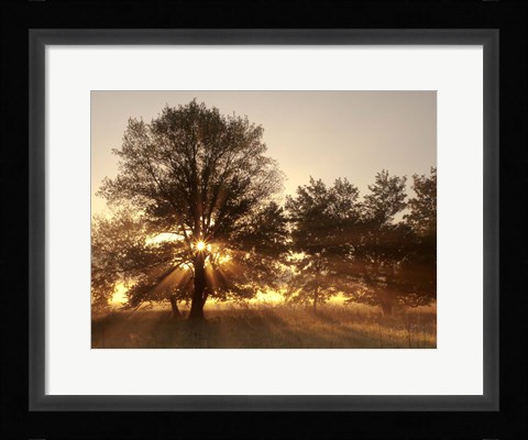 Framed Sunrise Through Fog And Trees At Cades Cove Print