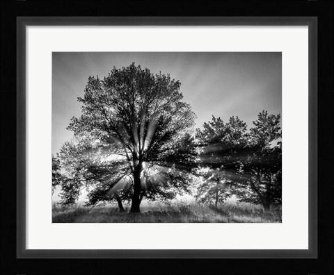 Framed Sunrise Through Fog And Trees At Cades Cove (BW) Print