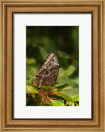 Framed Giant Owl Butterfly On A Leaf Print