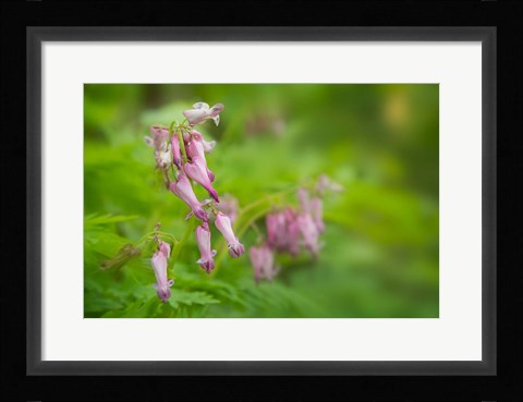 Framed Bleeding Heart Wildflowers In Cades Cove Print