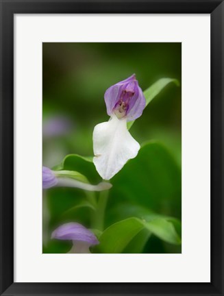 Framed Close-Up Of Orchis Orchid Print