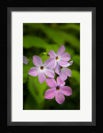 Framed Wild Blue Phlox Print