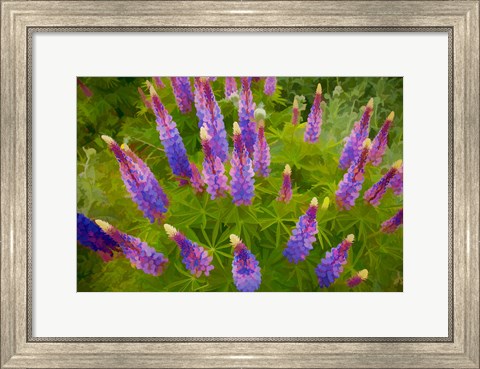Framed Painterly Effect On Lupine Flowers Print