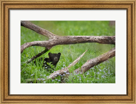 Framed Black Bear Cub Under Branches Print