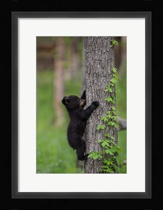 Framed Black Bear Cub Climbing A Tree Print